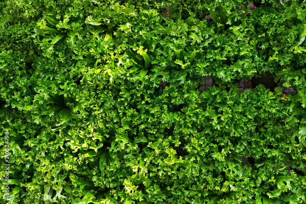 Green nature background. Green nature background.