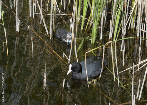 Coot with chick in the reeds at a small pond in Bromma, Stockholm photo