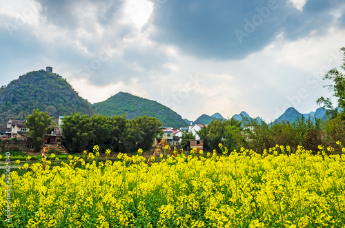 Rape flowers and distant mountain scenery in spring
