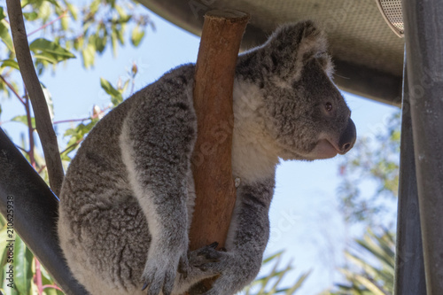 Profile close up of a koala bear on a branch, head and body horizontal