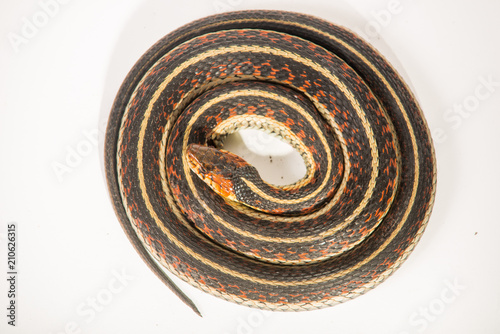 Garter Snake - Curled-Up - Bird View photo