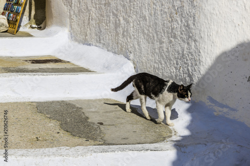 Cat on Greek street