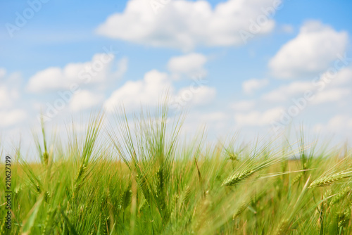 young wheat field closeup as background, bright sun, beautiful summer landscape
