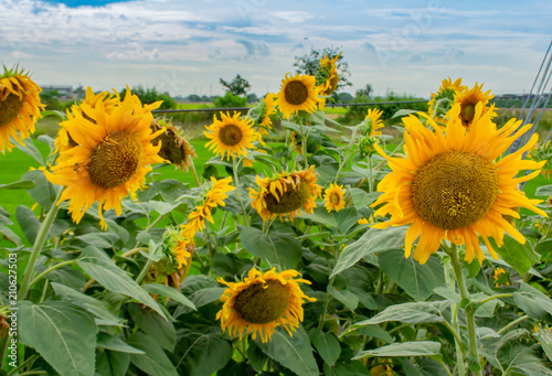 Sunflowers or Helianthus annuus .