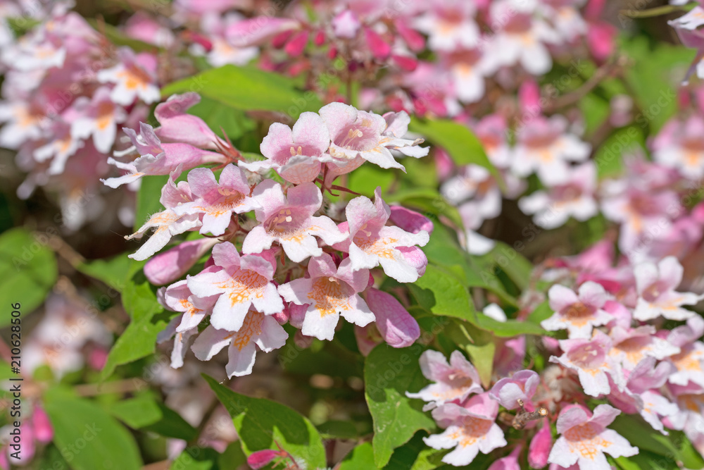 Blühender Glockenstrauch, Weigelie StockFoto Adobe Stock