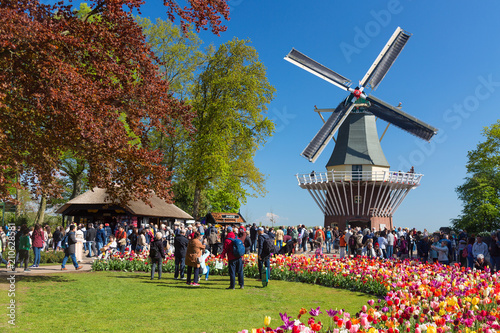 Foto Blooming colorful tulips flowerbed in public flower garden Keukenhof with windmill