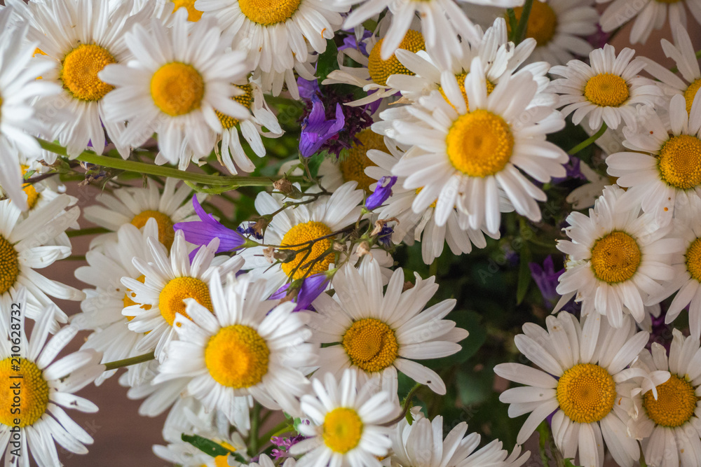 Fototapeta premium A bouquet of simple wild flowers. Chamomiles and bluebells wildflowers of Russia.