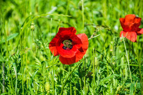 Fototapeta Naklejka Na Ścianę i Meble -  Coquelicots.