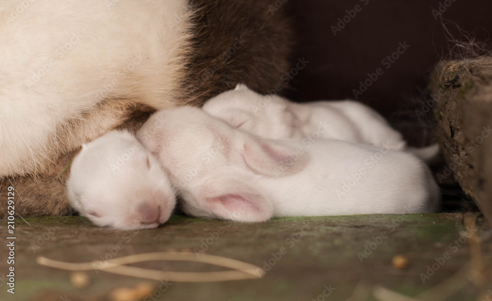 fluffy white rabbits fluffy white rabbits