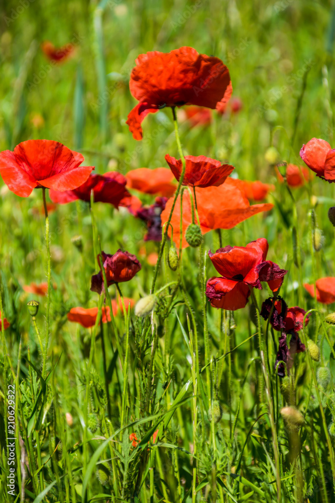 Coquelicots. Coquelicots.
