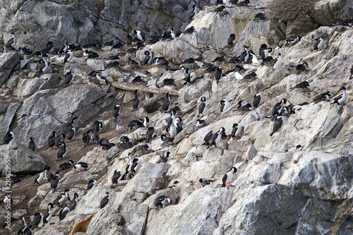 Imperial shags in Beagle Channel, Argentina