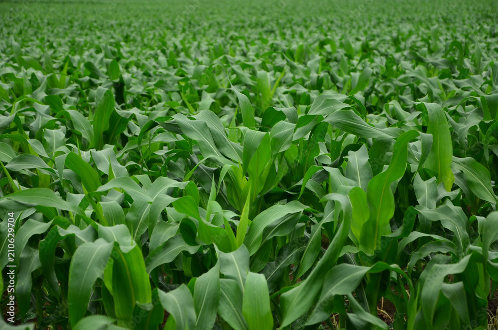 Field with young shoots of corn. Field with young shoots of corn.