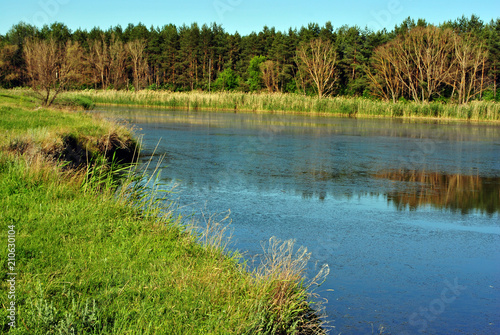 Pine forest and willows on the shore of the lake on the hills, on a background of blue sky, sunny spring day, Ukraine