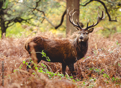 Wild Stag in Richmond Park London