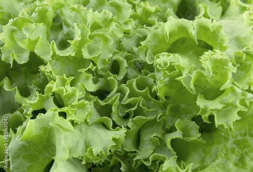 Fresh green lettuce leaves, background , tasty, natural , top view