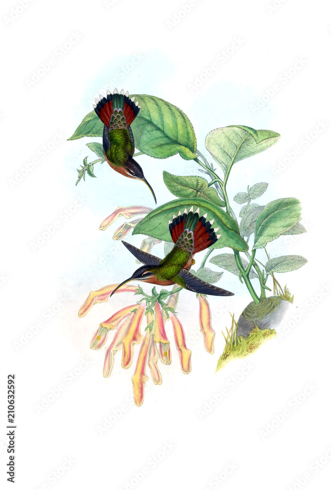 Fototapeta premium Illustration of a Hummingbird.