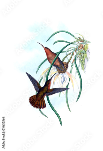 Illustration of a Hummingbird. © ruskpp