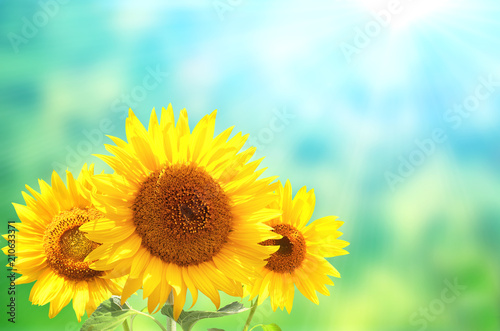 Three sunflowers on blurred sunny background