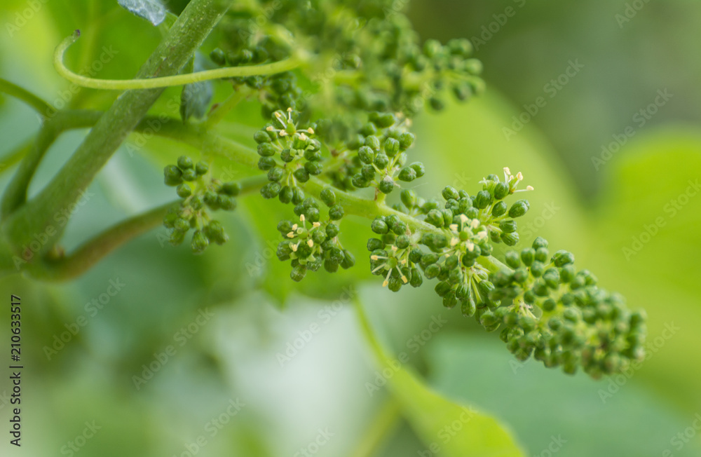 Naklejka premium Vitis - vinifera. Flowering of the vine. Grape flowering in the vineyard in spring