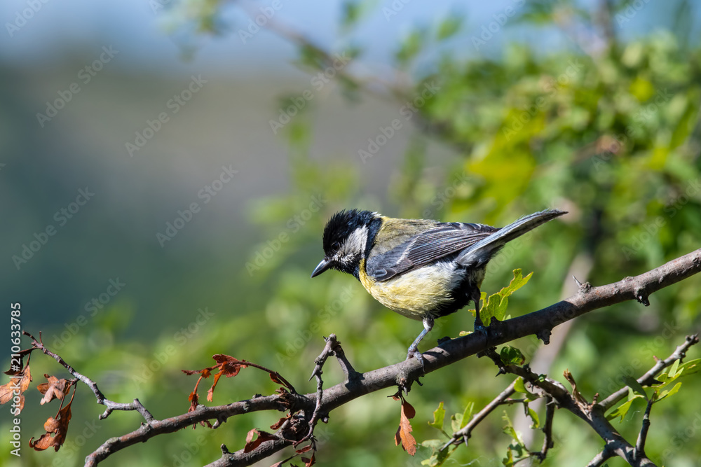 Obraz premium Cute Great tit (Parus major) bird in yellow black color sitting on tree branch