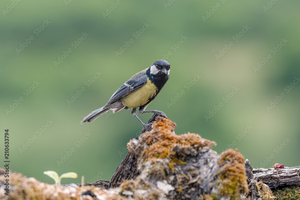 Obraz premium Cute Great tit (Parus major) bird in yellow black color sitting on tree branch