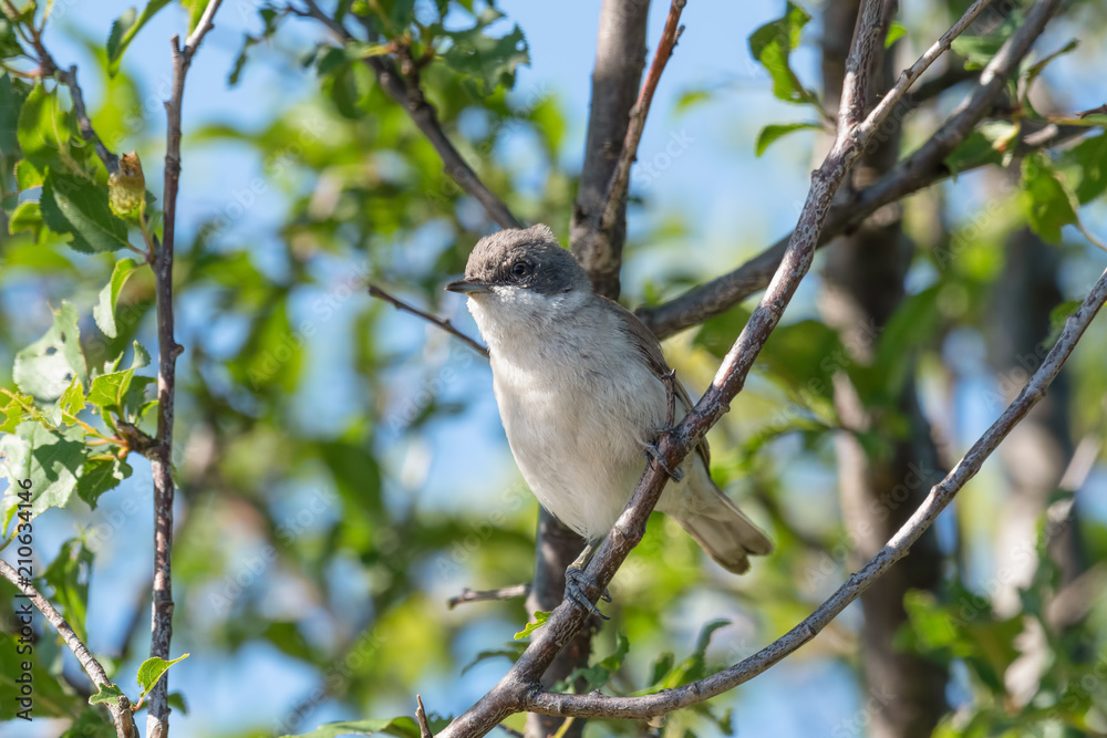 Obraz premium A lesser whitethroat is sitting on a tree branch