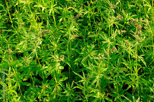 Bilde på lerret Flowering period of cannabis