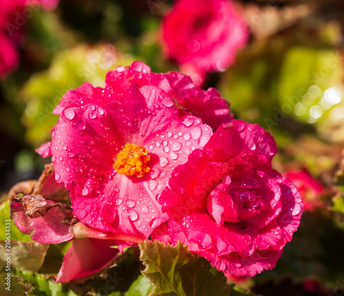 pink flowers with water drops