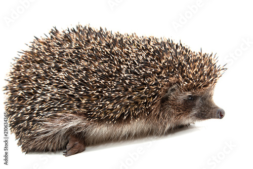 hedgehog on a white background