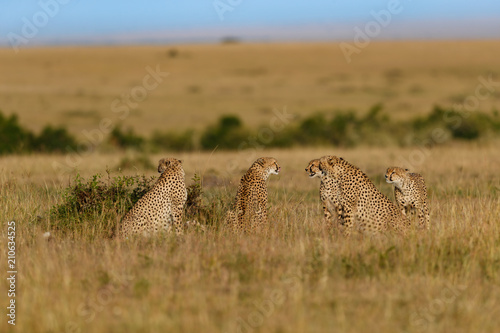 Five Cheetah males in Masai Mara, Keya