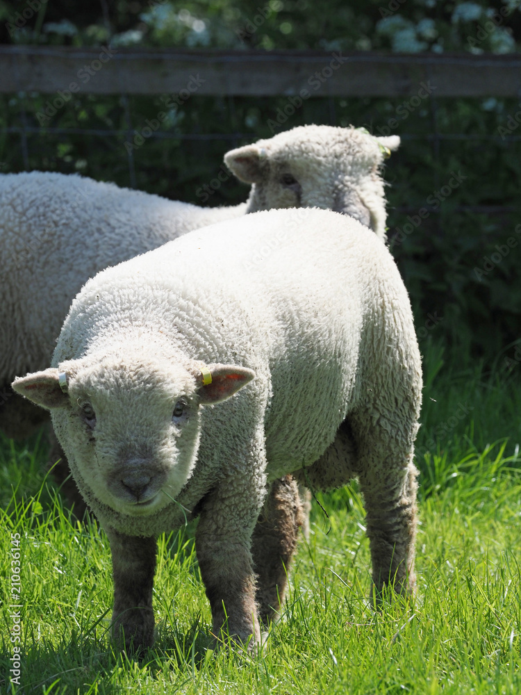 Southdown Sheep