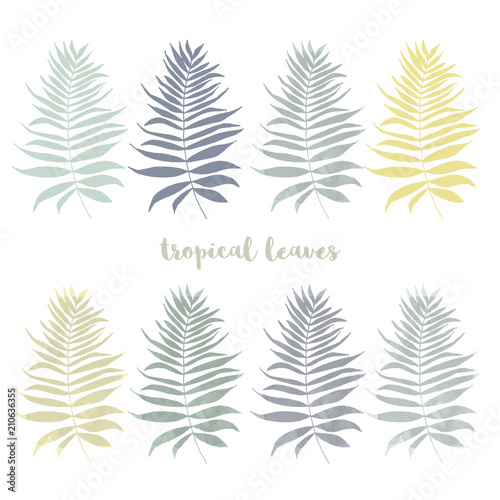 Set of palm, jungle , tropical leaves silhouettes isolated on white background.