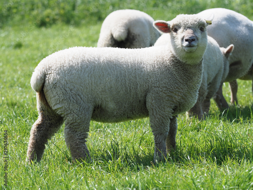 Obraz premium Southdown Sheep