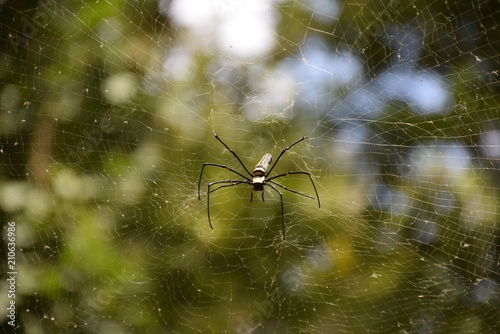 Nephila pilipes on spider web with forest bokeh background