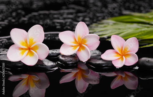 still life with frangipani with green leaves on black stones 


