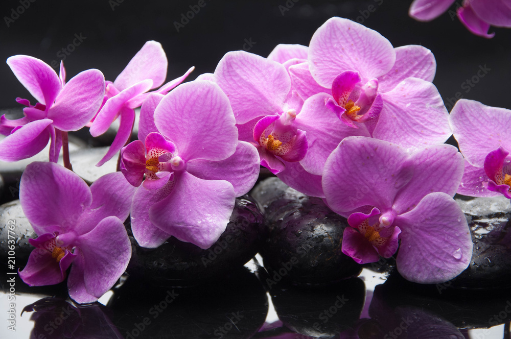 Fototapeta premium Mokre czarne kamienie i leżące na gałęzi różowej orchidei