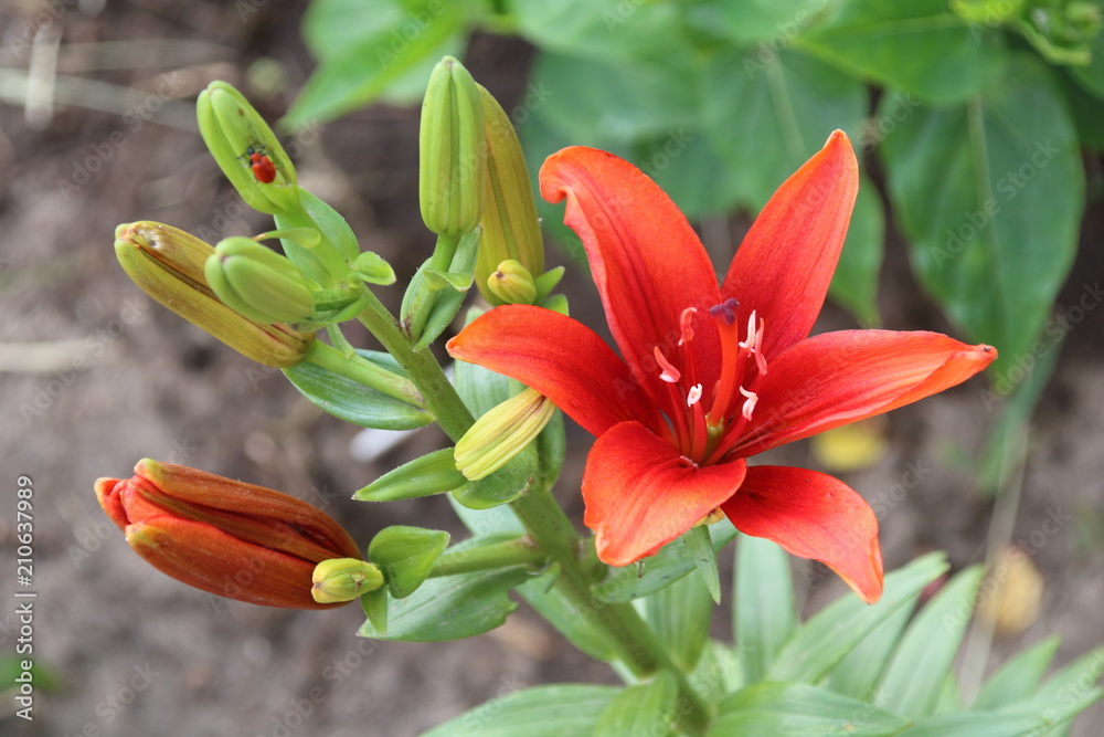 Obraz premium Orange lily flower