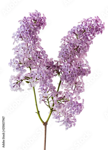 Branch of delicate fragrant lilac isolated on white
