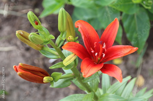 Orange lily flower