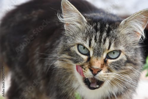 Domestic cat licking her lips. Cat yawning and ask for food