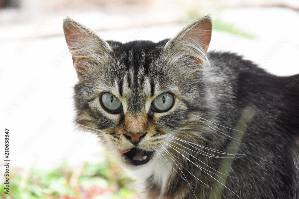 Domestic cat licking her lips. Cat yawning and ask for food Domestic cat licking her lips. Cat yawning and ask for food