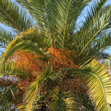 Mediterranean palm with fruits against a blue sky