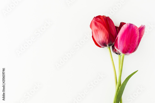 Tulip flowers on white table with human hand and copy space for your text top view. Flat lay