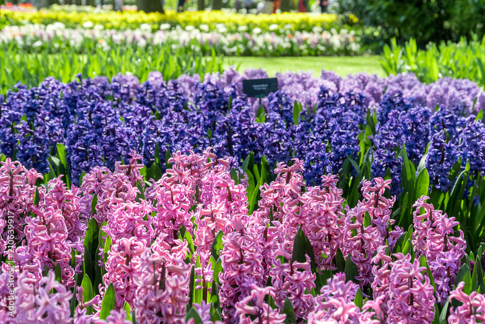 Beautiful colorful hyacinth Beautiful colorful hyacinth