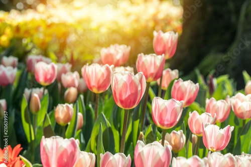 Beautiful colorful tulips in the sunlight