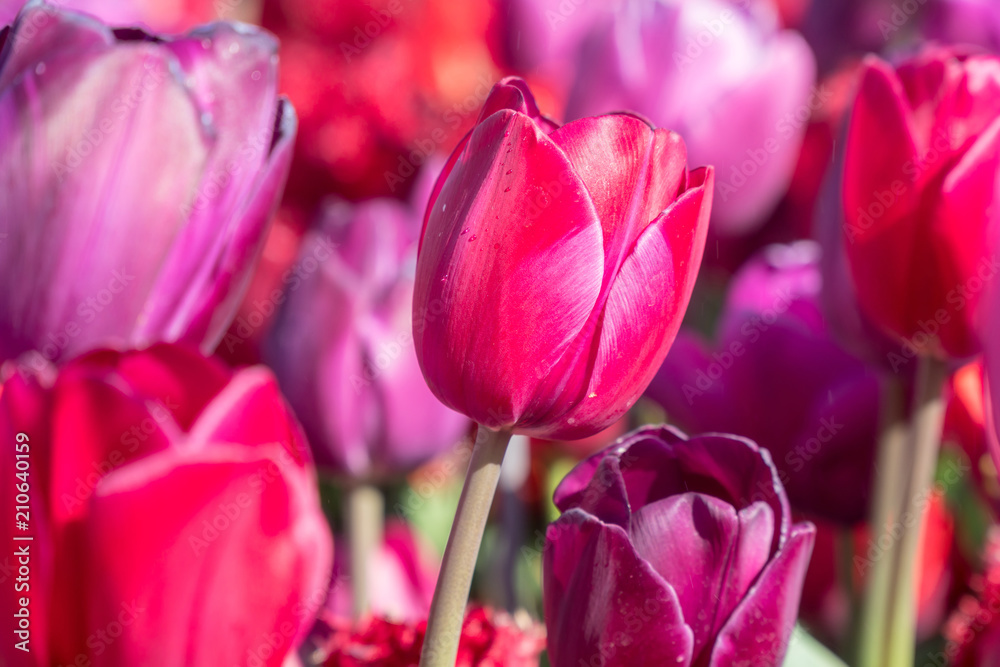 Obraz premium Beautiful red and purple tulips