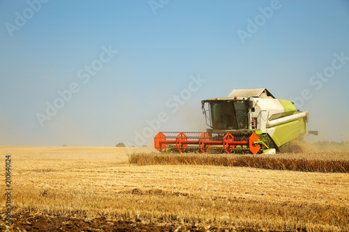 Combine harvester working on a golden ripe wheat field on a bright summer day against blue sky. Grain dust in the air. Agricultural concept  space for text