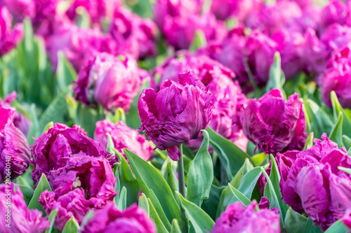 Beautiful purple tulips © Cla78