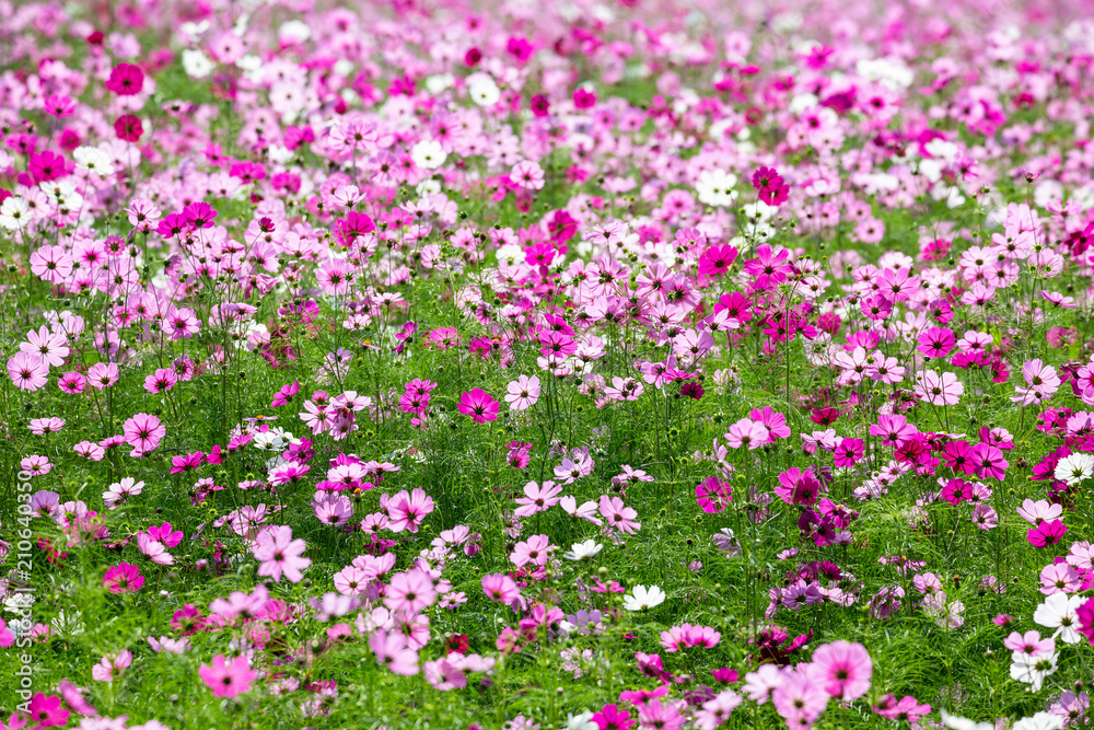 Cosmos fields in Thailand Cosmos fields in Thailand