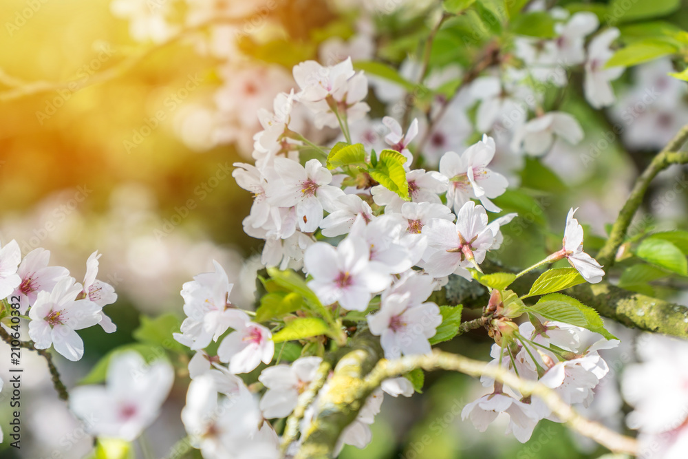 Close up of a tree with white flowers